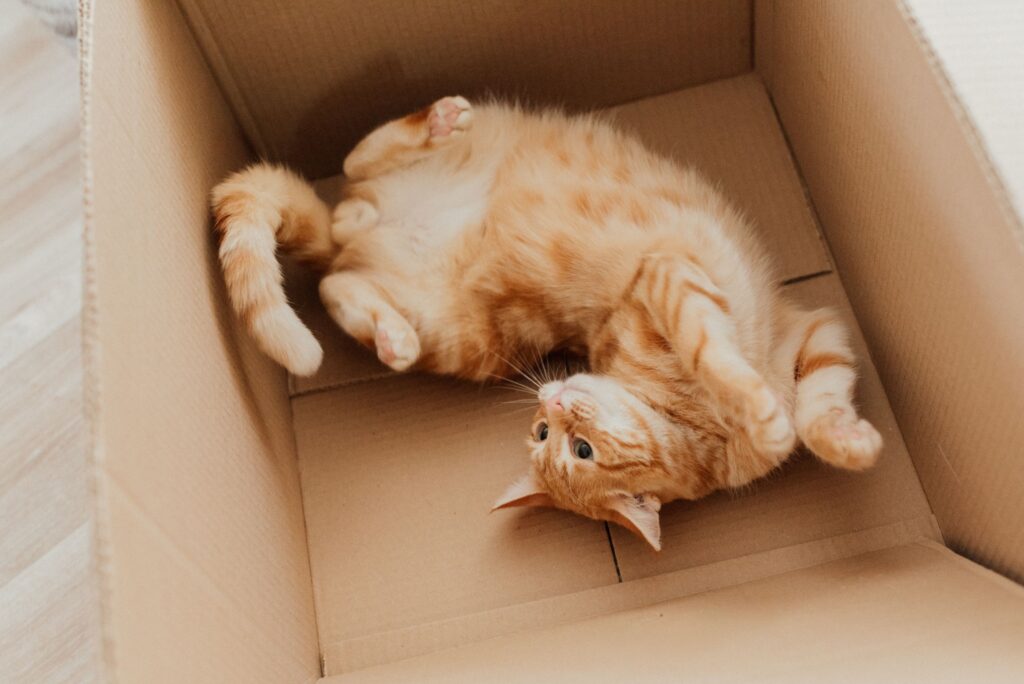 Asheville Area Movers makes moving fun!